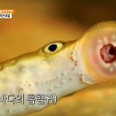 칠성장어 이미지