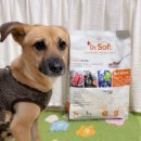 밸런스독B | 닥터소프트 NEW 라인업 출시, 더 맛있어진 비프 사료 급여 후기