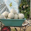 소매농장 이미지