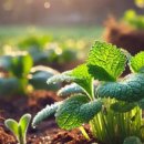 미락농장 이미지