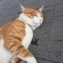 비로소433 이미지