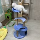 재리펫 | 고양이 캣타워 추천 고양이섬 블루문 3단 캣타워