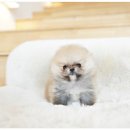 허스키 사랑 이미지