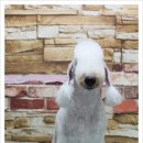 강아지세상 이미지