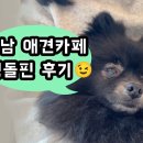 멍돌핀 이미지