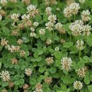 네잎클로버 이미지