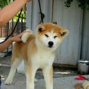 카이반 이미지