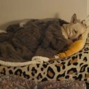 써클켄넬 이미지