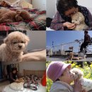 동물농장 이미지