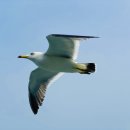 소이작 슈퍼 | 인천시 자주 달빛, 환상의 섬 자월도 섬 여행, 백패킹 후기