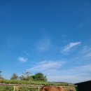 하빛율빠꿈사리 | 하빛율빠꿈사리 자연 속 동물체험