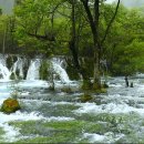 신 황룡 이미지