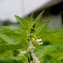 참깨펜션 이미지