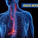 몸과 마음의 균형, 아로마테라피 | 몸과 마음의 연결 짓는 아로마테라피