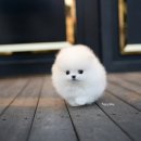 화이트 켄넬 이미지