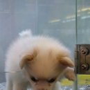 도그마루 강아지 고양이 부산점 이미지
