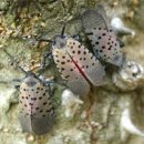 주홍농장 이미지