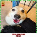 북가좌제2동 주민센터 네이버블로그