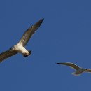 안면도바다풍경 이미지