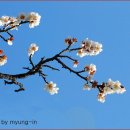 봄날 - 전주시 완산구 서학3길 44 | 봄날