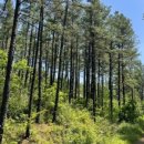 양포문어 이미지