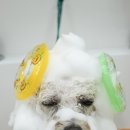 러브썸그루밍샵 이미지