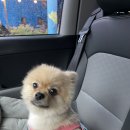 부산 펫택시 ‘페따’ 후기 자기가 이쁜걸 아는 토리❤️