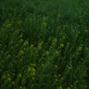 유영목장 이미지