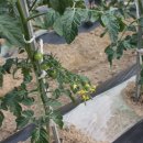 우승농장 이미지