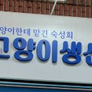 고양이생선횟집
