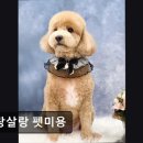 살랑살랑 펫미용 이미지