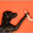 대신동물병원 이미지