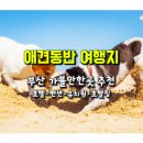 대우다방 | 반려견과 함께 부산 가볼만 한 곳...부산 애견전용 유치원･호텔,애견동반 호텔･펜션･캠핑장