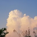 사체농장 이미지