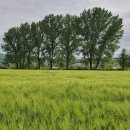 황소목장 이미지