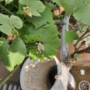 장미카센타 이미지