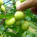 후평농장 이미지