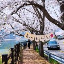 봄이 왔나 봄 이미지