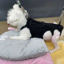 맘스동물의료센터 이미지