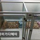 멍뭉미 | (평택, 강아지, 고양이, 애견미용, 추천!) 멍뭉미가다혜따 평택 애견미용, 친절한 서비스