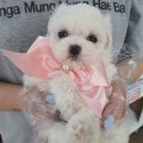 (주)야옹아멍멍해봐펫 네이버블로그