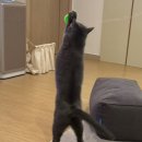 베리캣 | 고양이 캣디피 손가락 칫솔 치약 추천 내돈내산 후기 고양이 양치시키는 방법 팁