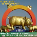 황금돼지 이미지
