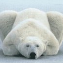 복