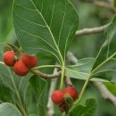 벵갈고무나무 [반얀나무, Ficus benghalensis] 이미지