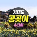 특집: 3월 31일 거제 망산397m 공곶이 수선화 축제 해안트레킹 산행안내 이미지