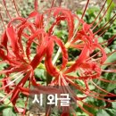 바람의 알파벳 / 김미숙 이미지