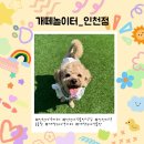 개떼놀이터 인천점 | 인천 애견운동장 추천 계양구 [개떼놀이터 인천점] 뛰어놀기 좋은 곳