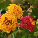 막실농장 이미지