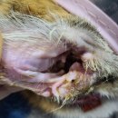 분당우리동물의료센터 이미지